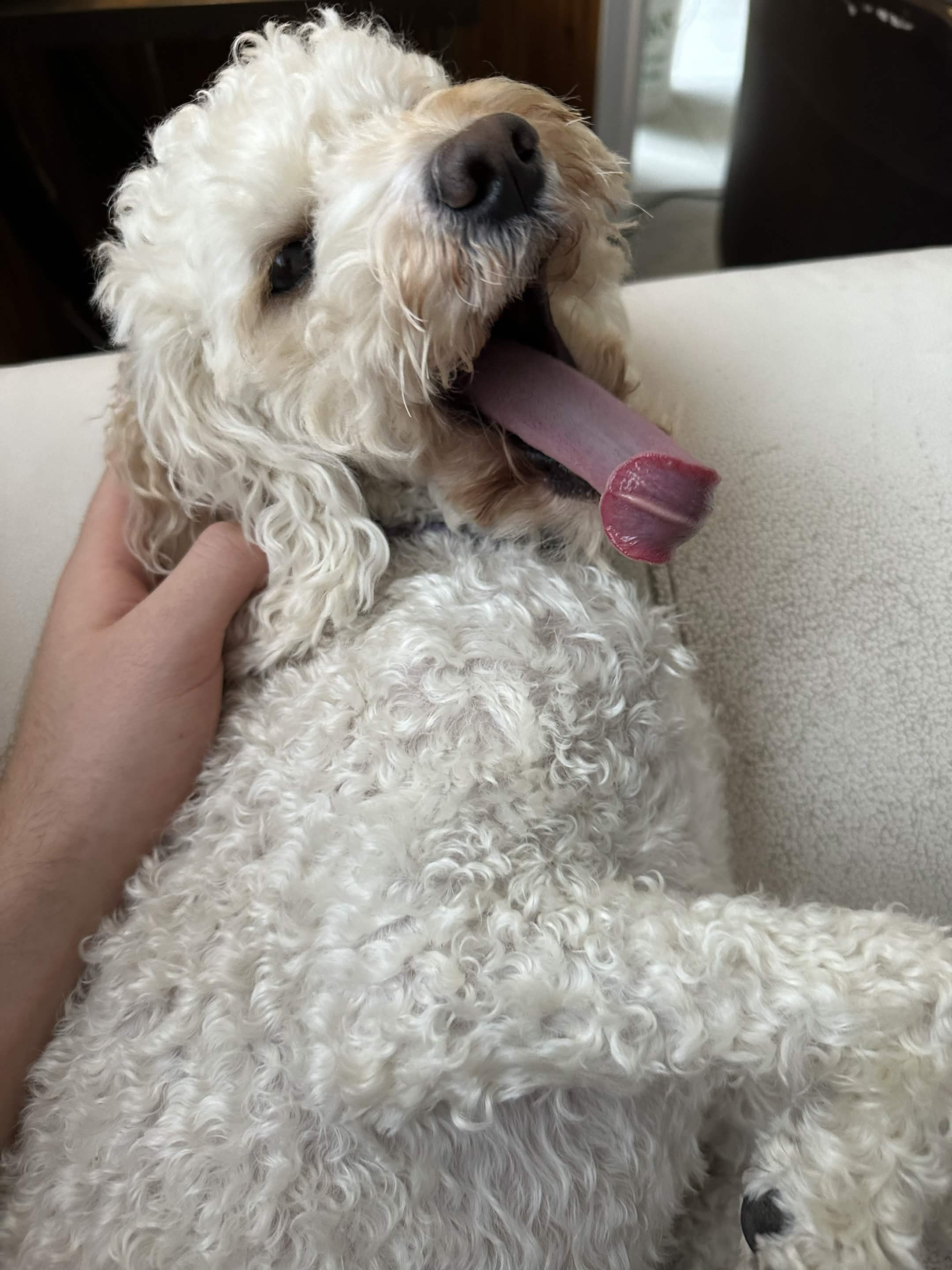 Keiko relaxing with a big smile and her pink tongue out
