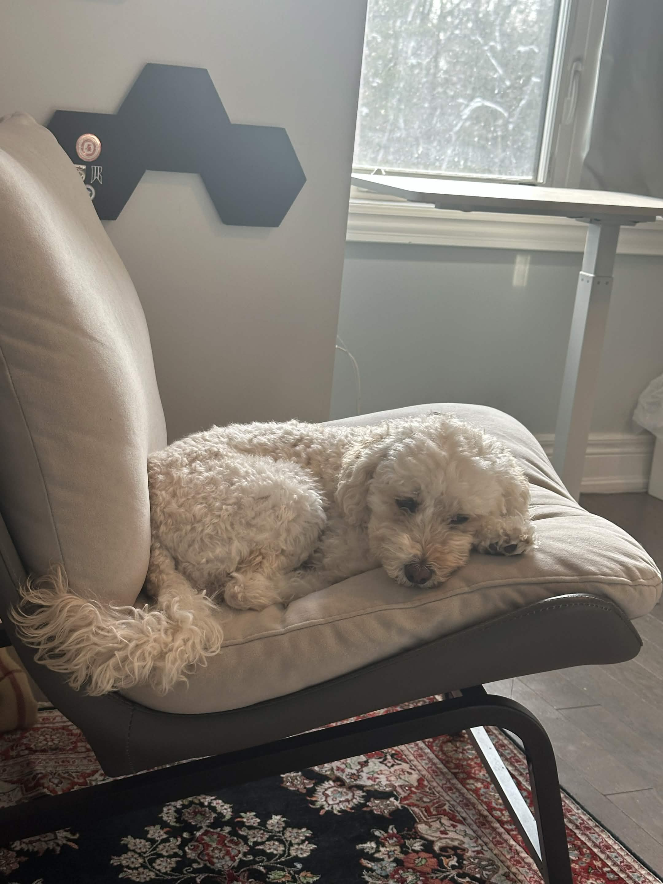 Keiko curled up for a snooze on a comfy chair