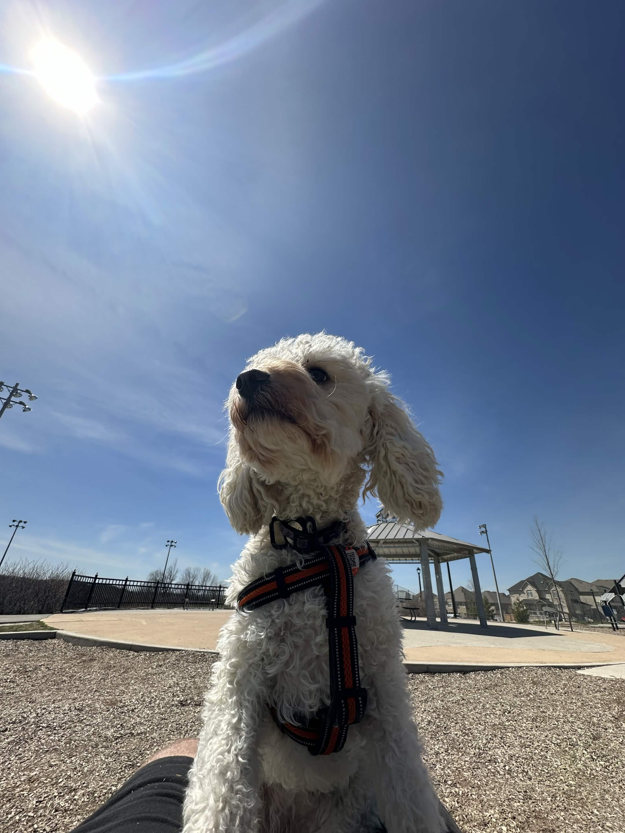 Keiko enjoying the sunshine under a blue sky